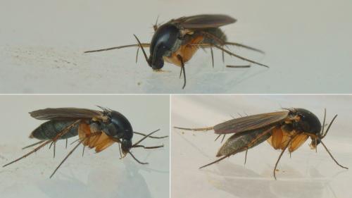 Epicypta aterrima